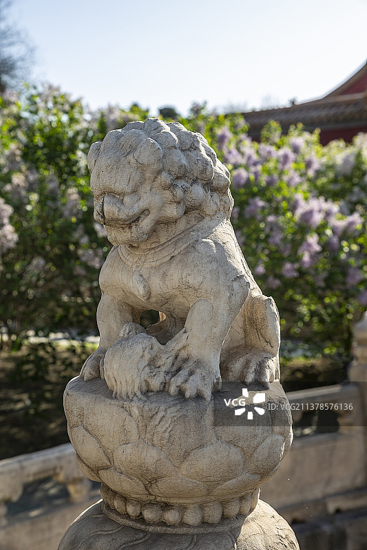 北京故宫丁香花丛中断虹桥上的石狮子图片素材