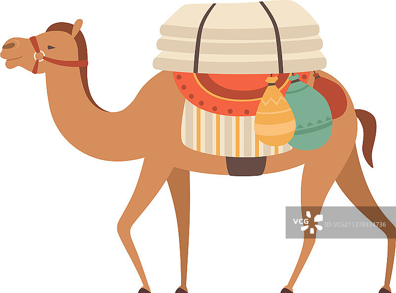 骆驼带笼头和马鞍的沙漠动物图片素材