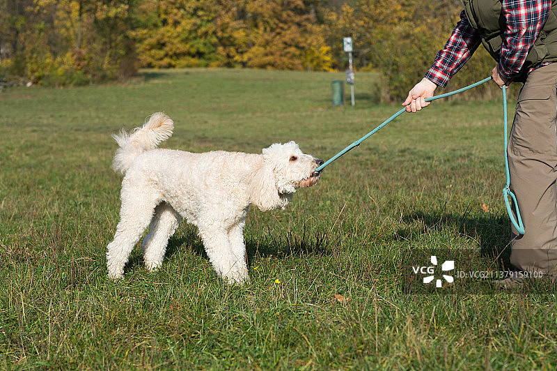 一只白色的涂鸦狗，男人在操场上和拉布拉多犬玩耍图片素材