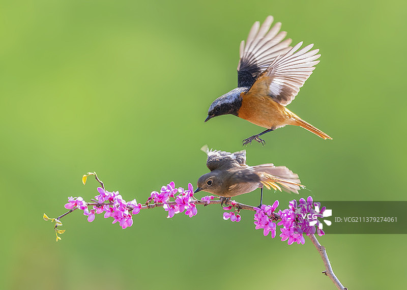 鸟栖息在花上的特写镜头图片素材