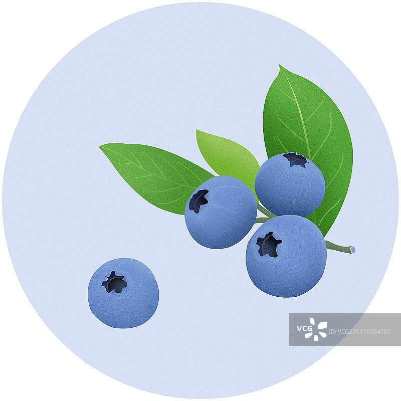 手绘写实逼真夏季新鲜水果蓝莓圆形插画图片素材