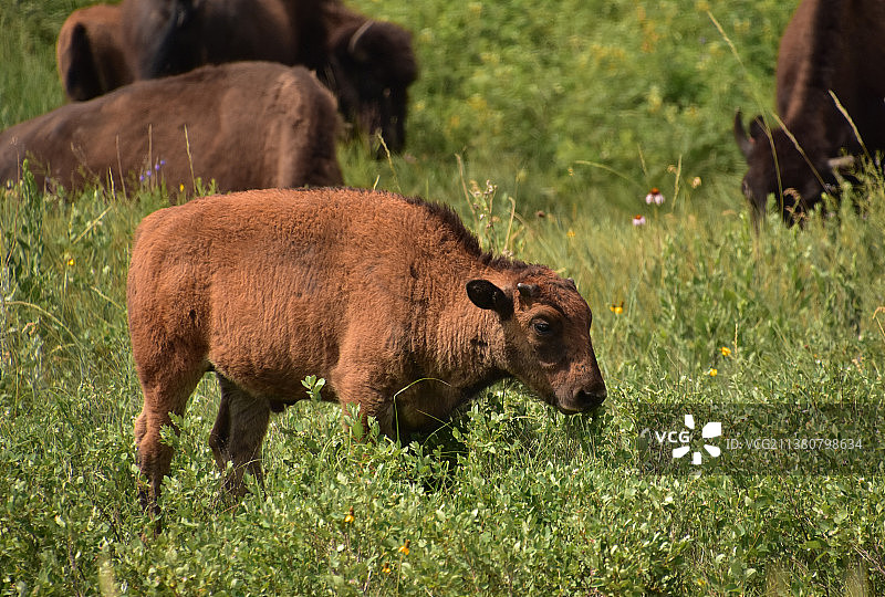 毛茸茸的小野牛在高高的草丛中图片素材