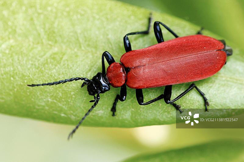猩红火甲虫，北莱茵-威斯特法伦，德国(焦色虫)图片素材