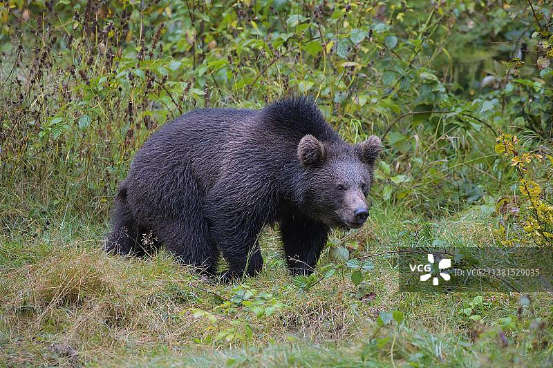 欧洲棕熊(大熊)，幼仔奔跑，俘虏图片素材