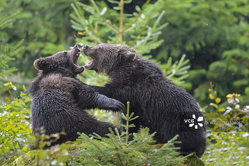 欧洲棕熊(灰熊)，幼崽有牙齿，圈养图片素材