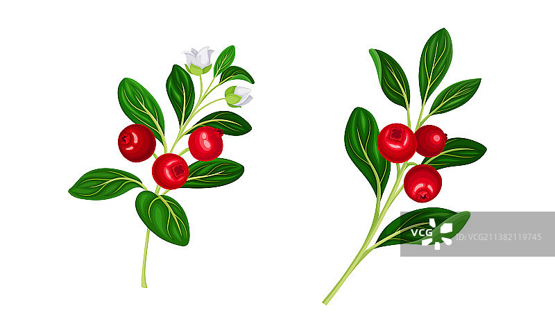 蔓越莓小枝，新鲜的红色成熟浆果图片素材