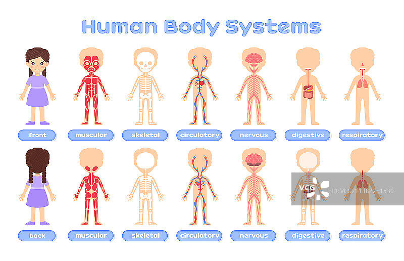 卡通海报上有人体系统图片素材