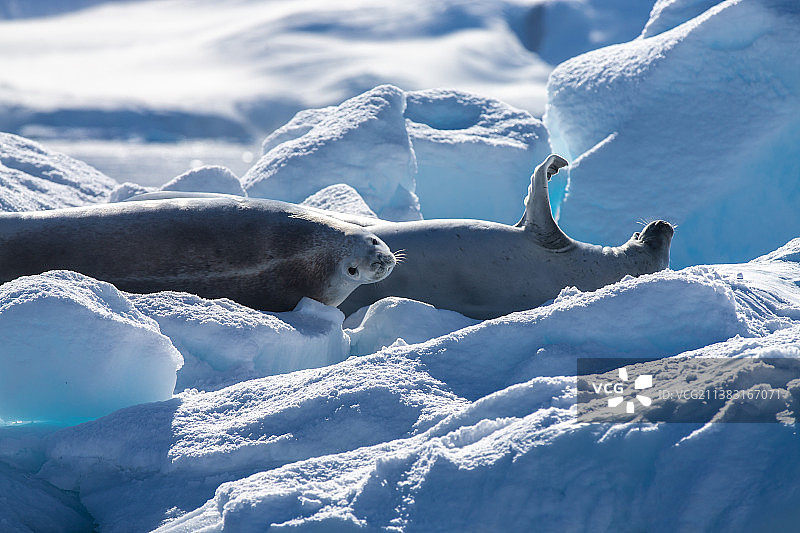 南极冰川上的海狮与海豹图片素材