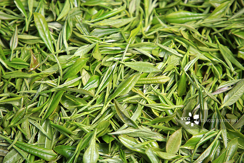 刚采摘的新鲜茶叶绿色茶叶图片素材