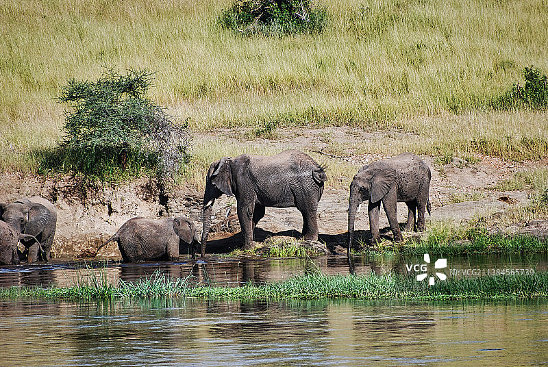 两只大象，坦桑尼亚达累斯萨拉姆图片素材