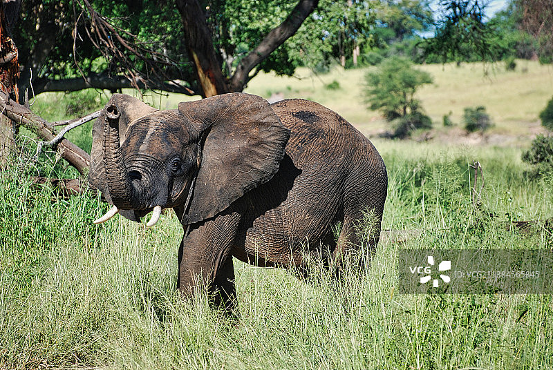 非洲大象走在草地上的侧面视图，Ruaha Mbuyuni，坦桑尼亚图片素材