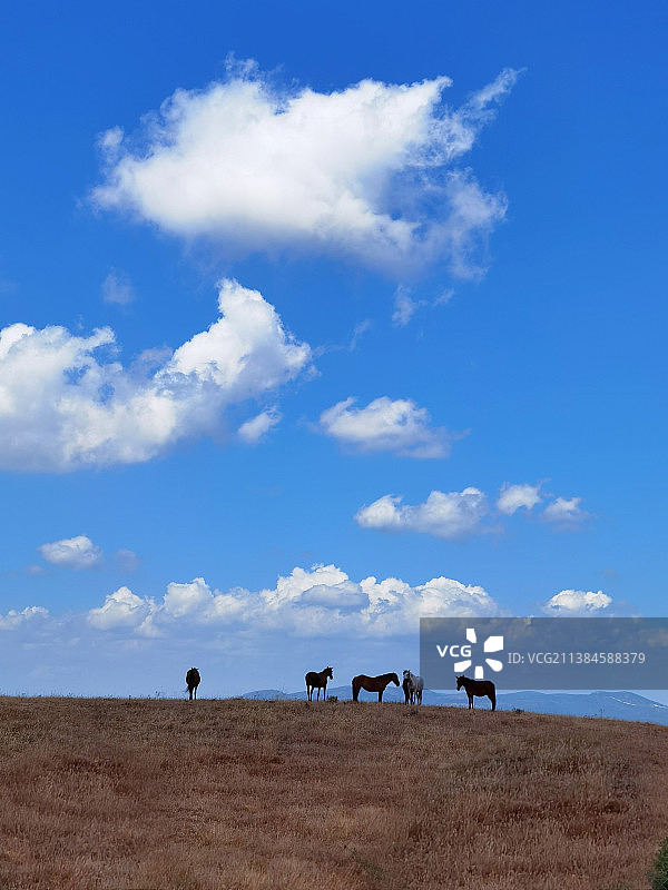 野生动物的全画幅拍摄，一群马站在山坡上，映衬着蓝色的多云天空图片素材
