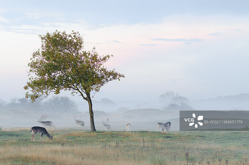 鹿在草地上放牧对多云，雾蒙蒙的天空，荷兰图片素材