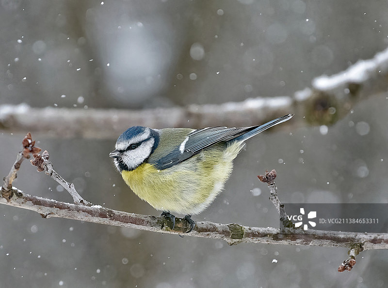 《野鸟与动物》主题，雪中大山雀的特写图片素材