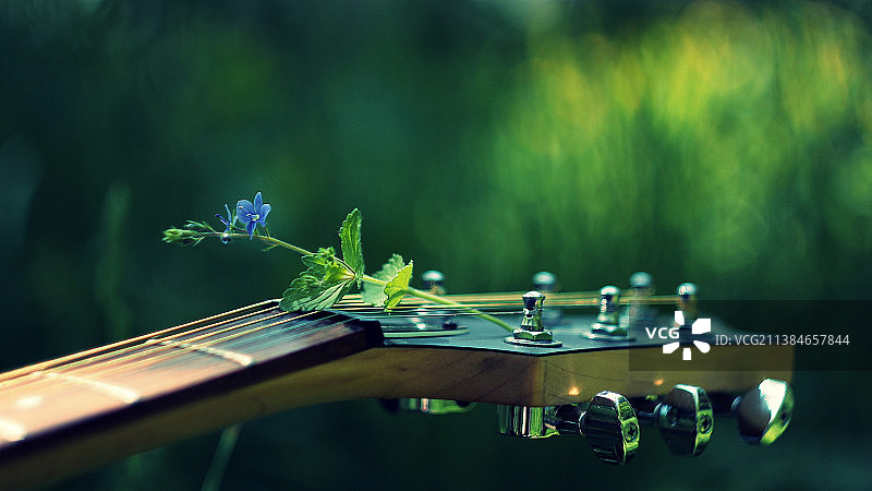 吉他与开花植物的特写图片素材