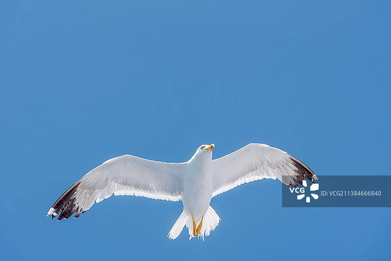 低角度观银鸥在晴朗的蓝天下飞行图片素材