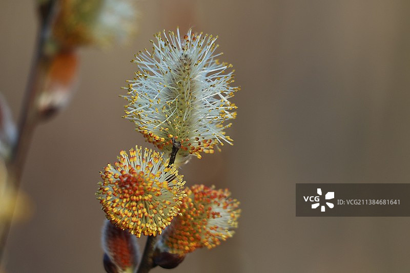 开花植物的特写，里士满山，安大略省，加拿大图片素材