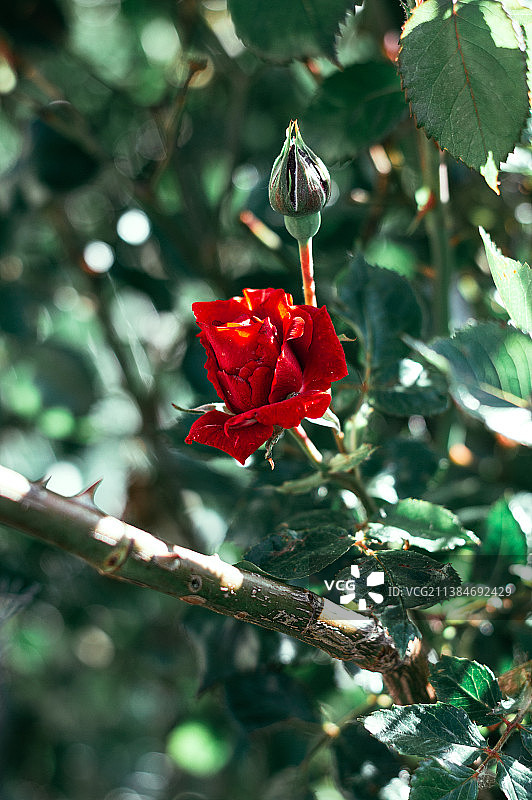 乌克兰，植物上的红玫瑰特写图片素材