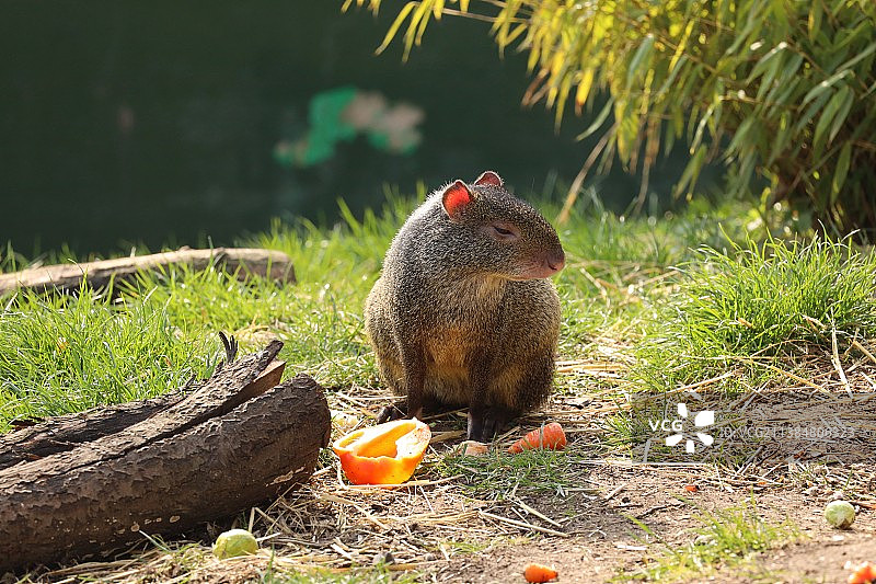 松鼠在野外吃东西的特写图片素材