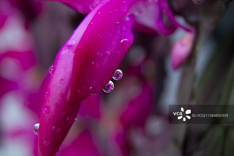 湿粉色花的特写图片素材