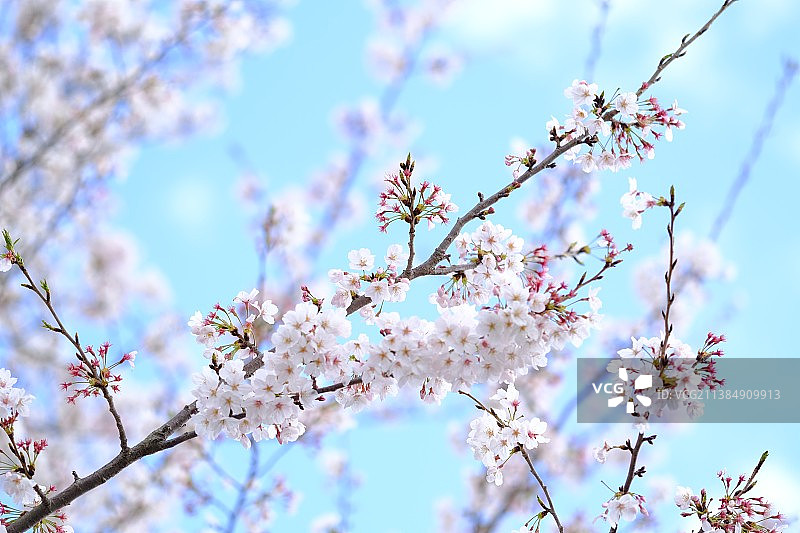 樱花对着天空的低角度视角图片素材