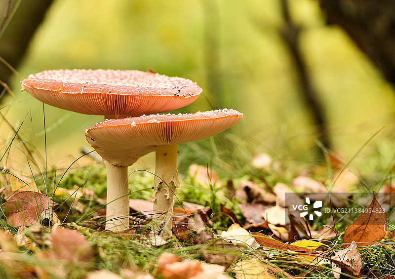飞木耳-vliegenzwam，近距离拍摄的飞木耳蘑菇在田野上，Genk,Vlaanderen，比利时图片素材