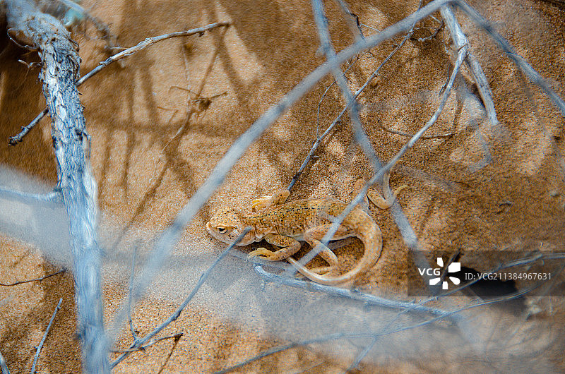 亚洲中国内蒙古阿拉善著名旅游景点腾格里沙漠，野生动物拍摄主题广袤的金黄色沙漠里的小型蜥蜴，户外无人图图片素材
