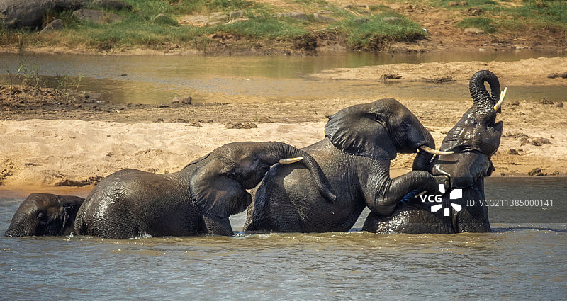 全帧的野生大象在野生动物园在白天的看法，南非图片素材