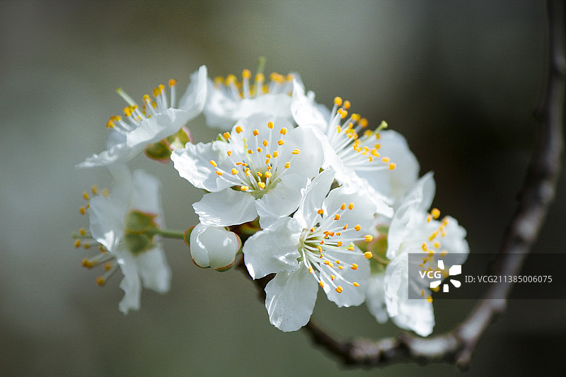 白色樱花树的特写，乌克兰图片素材