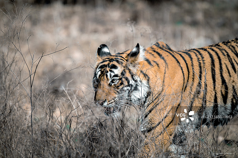 老虎站在场上的侧面视图，Ranthambore国家公园，拉贾斯坦邦，印度图片素材