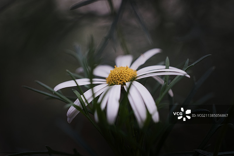 雏菊，白色开花植物的特写图片素材