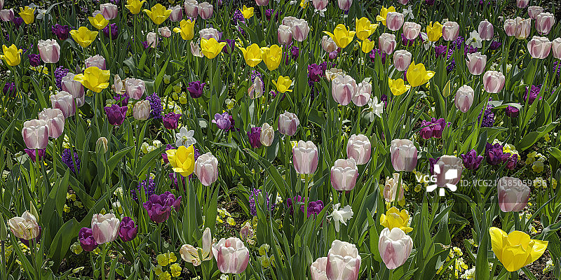 春天的花朵，特写的紫色郁金香花在田野上，达拉斯，得克萨斯州，美国，美国图片素材