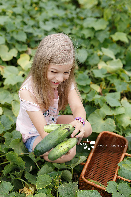 菜园里，收获新鲜黄瓜的女孩，乌克兰图片素材