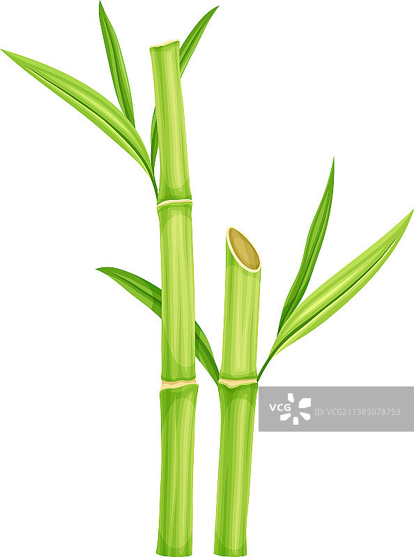 竹子为多年生常绿开花植物，具图片素材