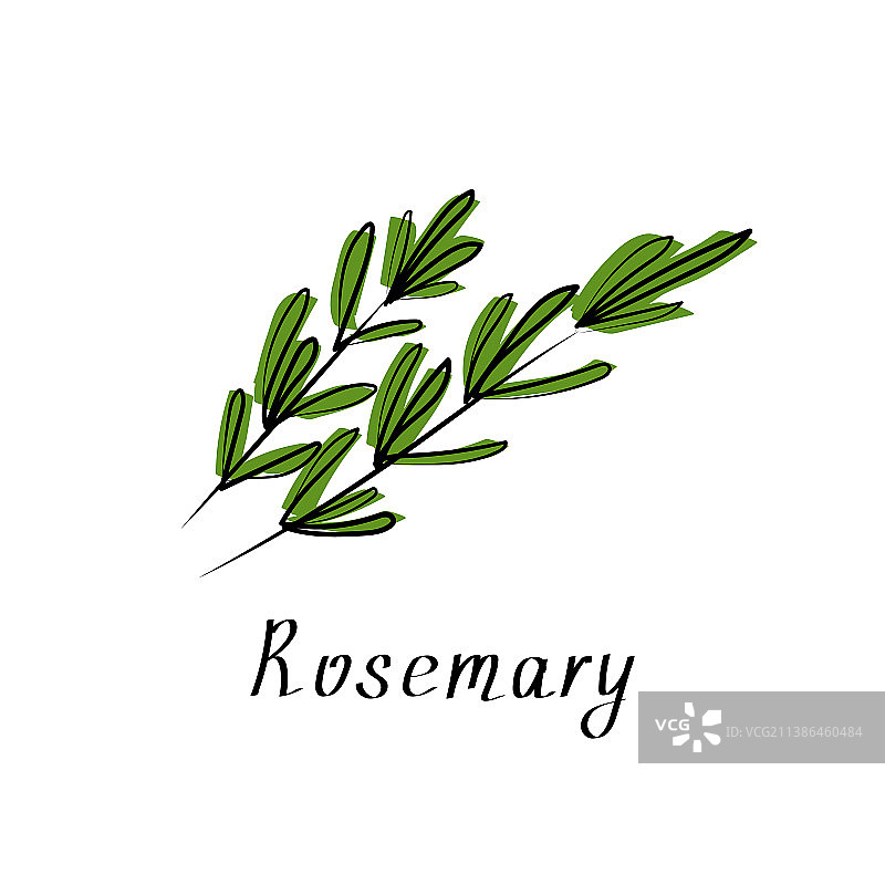 迷迭香小枝是草本植物的芳香标志图片素材