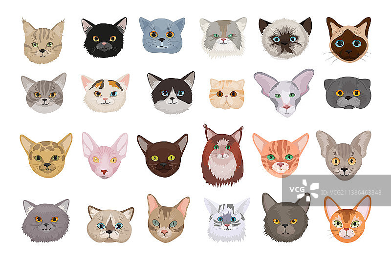 不同品种的猫的头图片素材