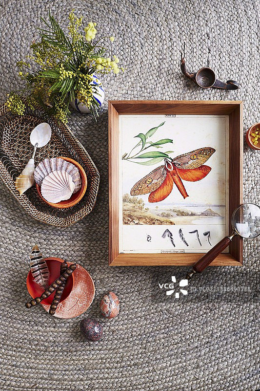 来自大自然的装饰围绕着一幅古老的蝴蝶画图片素材