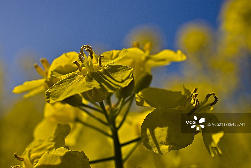 黄色开花植物对晴朗天空的特写图片素材