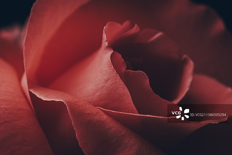 粉红玫瑰花瓣背景的细节Macro flowers背景为假日品牌设计图片素材