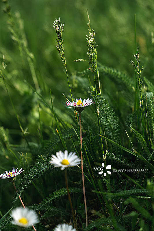 田野上白色开花植物的特写，匈牙利图片素材