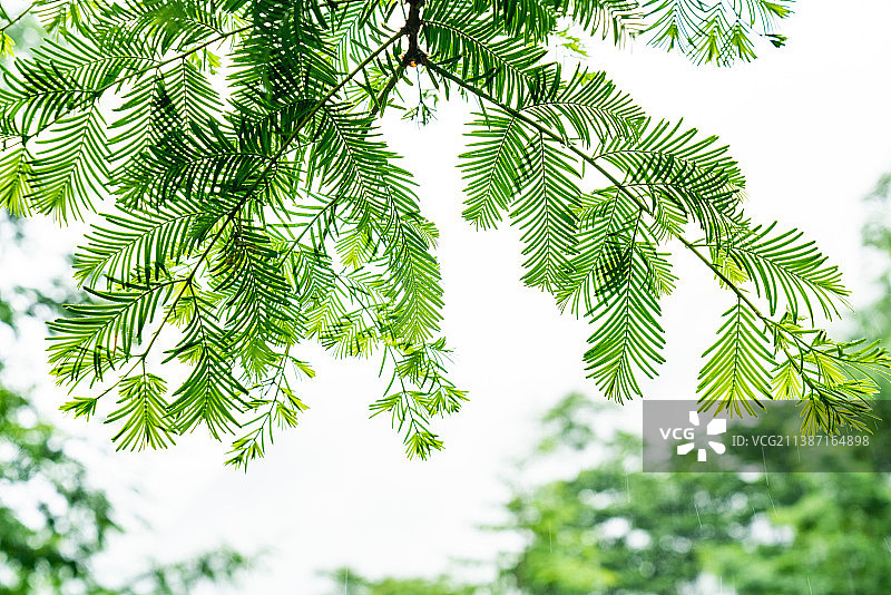 植物活化石水杉的故乡：湖北利川夏季水杉树叶图片素材