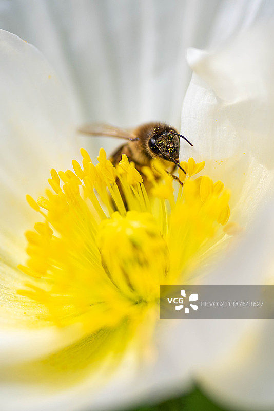 蜜蜂在黄花上授粉的特写，植物园，法国图片素材