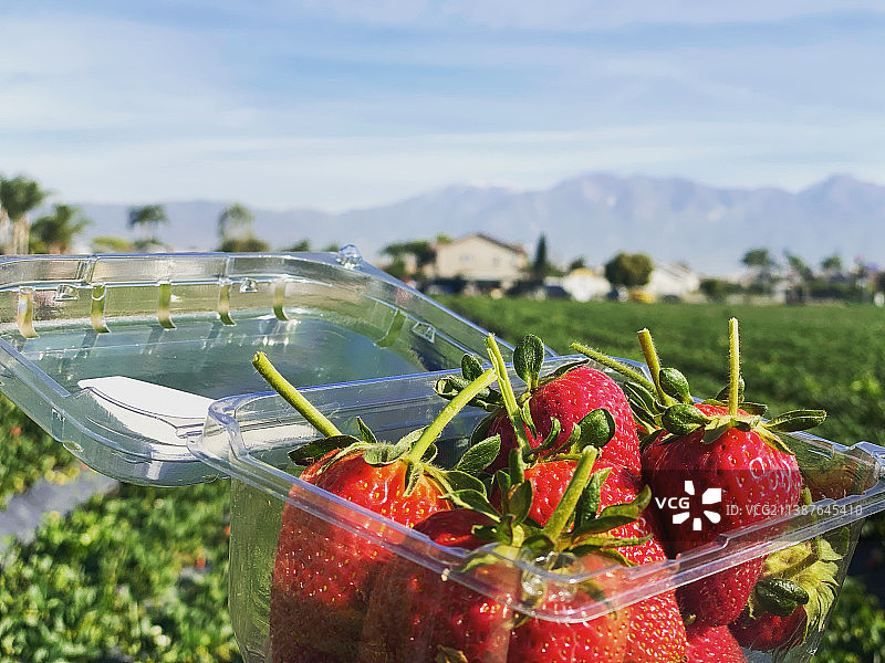 草莓在野外玻璃容器的特写图片素材