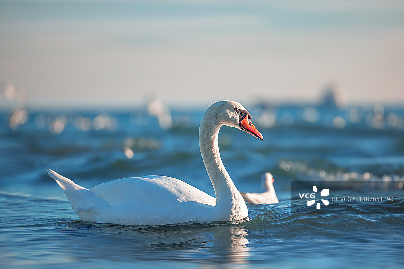 沉默的天鹅在湖中游泳的特写图片素材