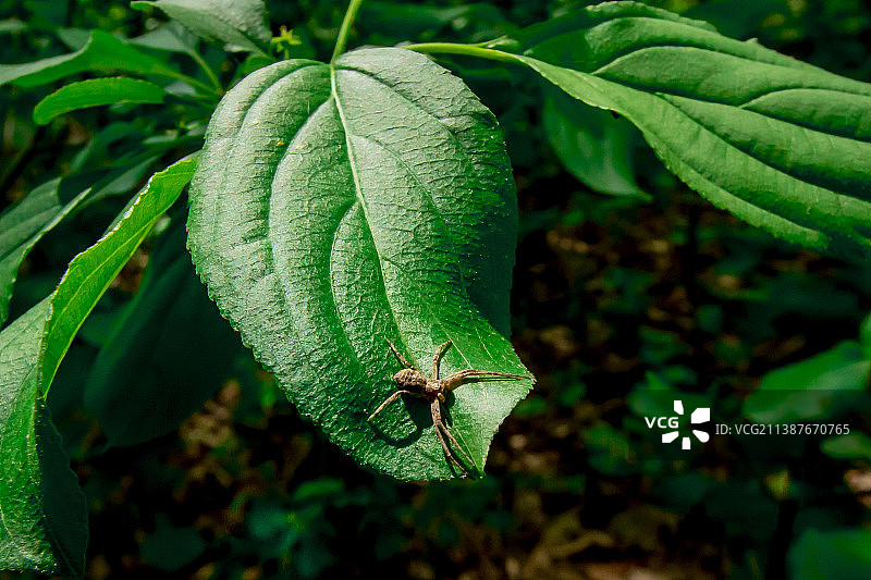 特写昆虫在植物上，渥太华，安大略省，加拿大图片素材