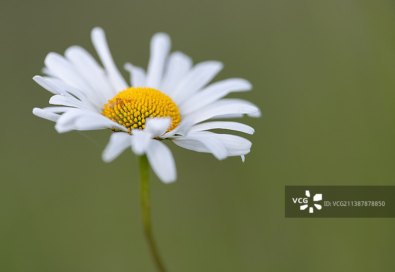 特写的白色雏菊花，卡佩尔，荷兰图片素材