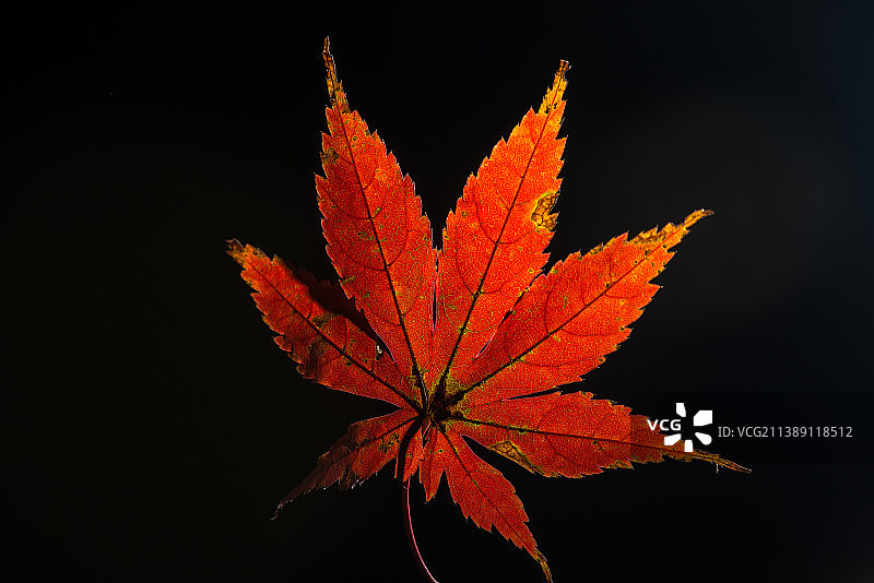 秋天的树叶 红叶 生命 霜叶 微距 叶脉 植物图片素材