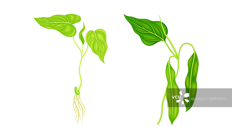 豆科植物，叶和根固定图片素材