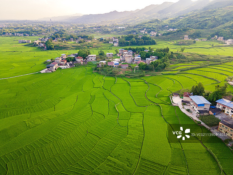 航拍阳光下的稻田与村庄图片素材