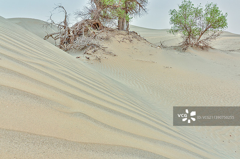新疆塔克拉玛干沙漠胡杨树图片素材